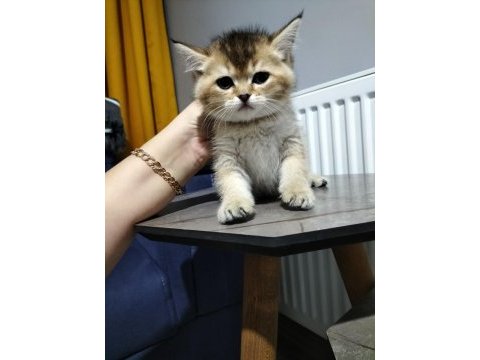 Silver shaded ve golden ny25 british shorthair yavrular