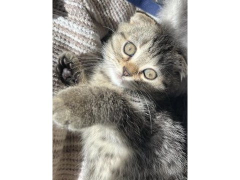 Yavru scottish fold kedimiz
