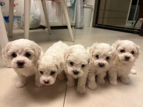 Doktordan maltese dişı 2 aylık yavru