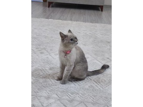 British shorthair 22 aylik misiva kızımıza yeni yuva