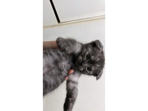 British shorthair ve scottish longhair yavrularımız
