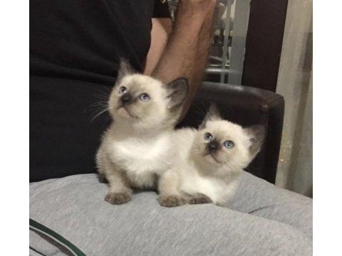 2 dişi ve 1 erkek siyam kedisi