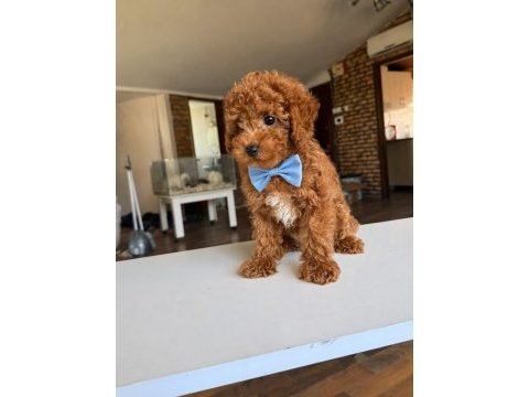 Orjinal toy poodle yavrumuz 