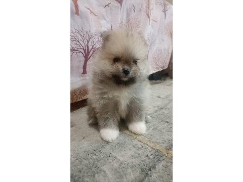 Pomeranian boo erkek bebeğim