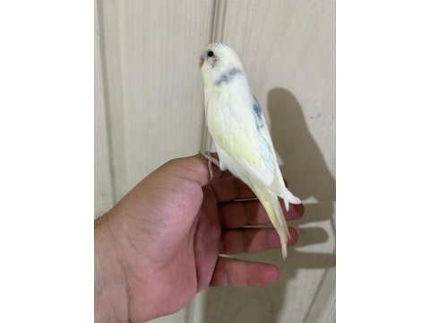 30 günlük harika erkek bebek muhabbet kuşu