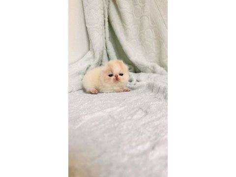Küçük bir prenses exotic kız full şecereli
