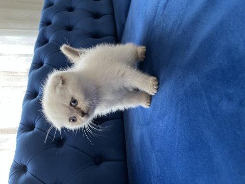 Bebek yüz scottish fold blue point yavrularımız a kalite