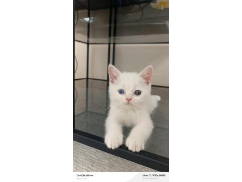 Dişi british shorthair