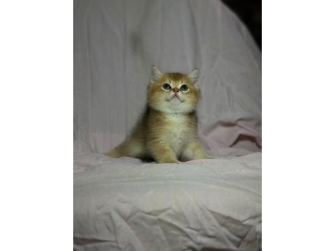 British golden bebekler