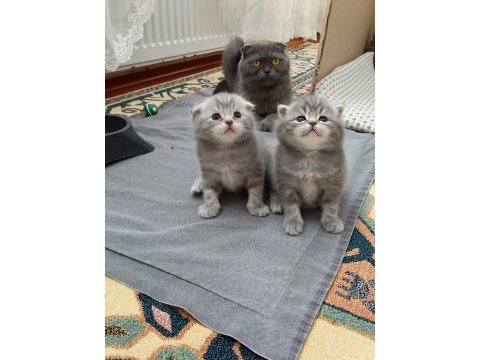 British shorthair sahiplendirilecek kediler