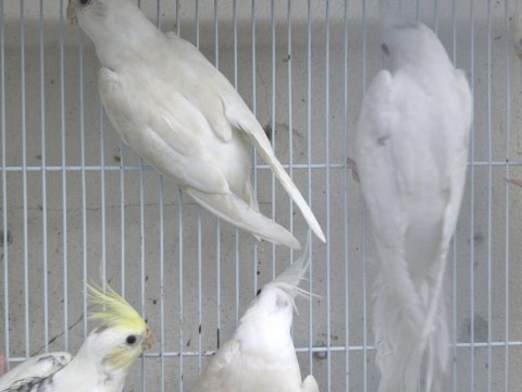 Albino sultan yavru