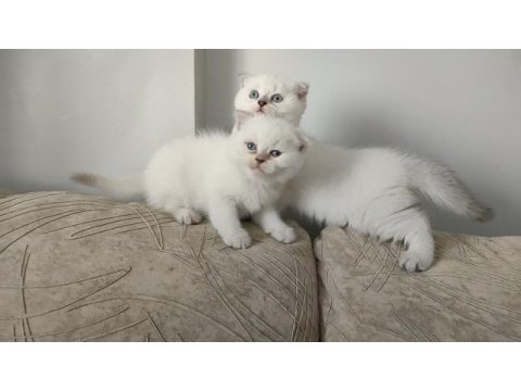 Scottish fold yavru