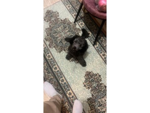 6 aylık silver poodle