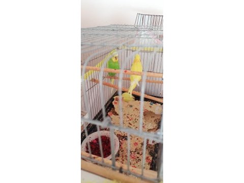 Çift yavru veren muhabbet kuşları