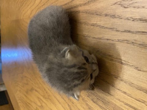 Yavru kedim scottish fold