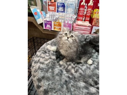 Güzellikleriyle büyüleyen dost canlısı kedilerimiz