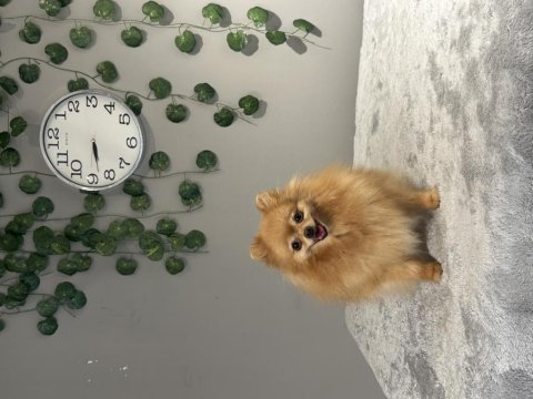 Kusursuz güzellikte dişi yetişkin pomeranian boo