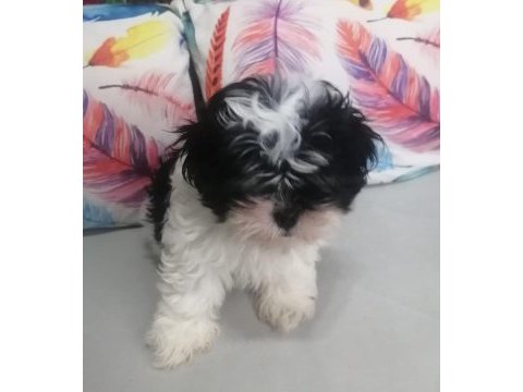 Shih tzu bebekler