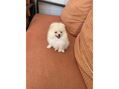 Pomeranian boo dişi kedimiz