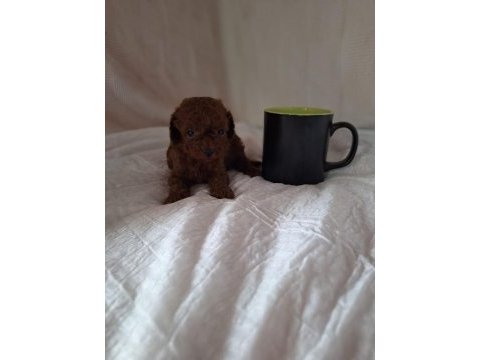 Üreticisinden son 1 adet erkek toy poodle