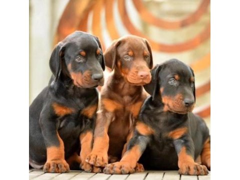 Doberman yavrumuz