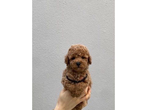 Ped eğitimli aşılı toy poodle yavruları