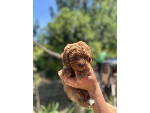 Dişi toy poodle