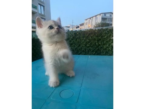 British shorthair silver point