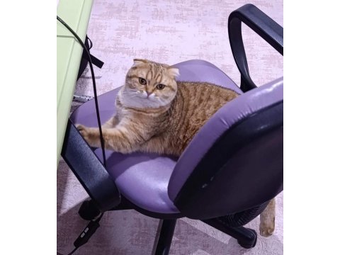 Dişi scottish fold kedime erkek eş arıyorum