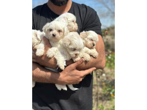 Maltese terrier güncel yavrular