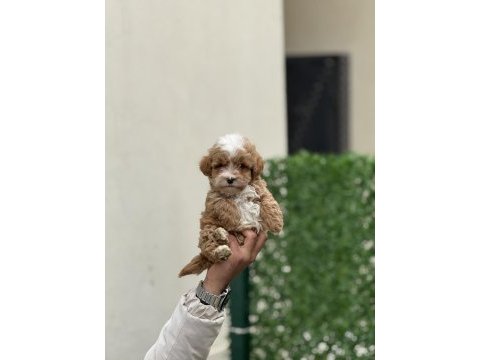 Maltipoo yavruları