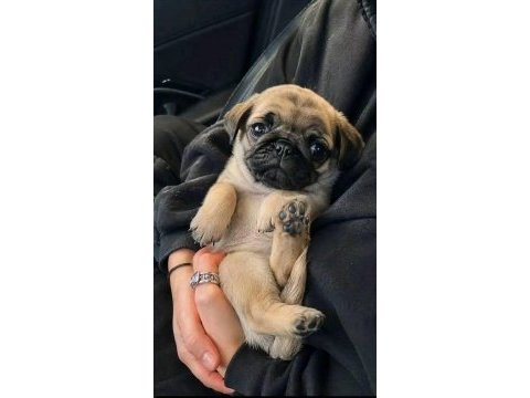 Pug gül kuyruk