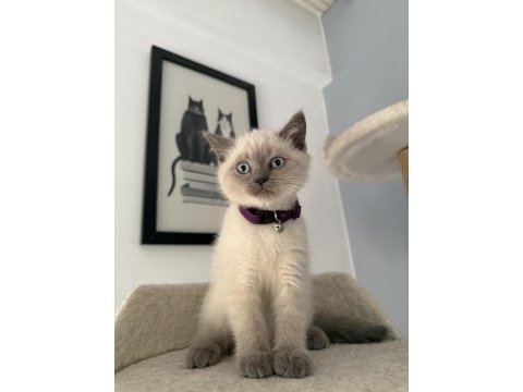 Blue point british shorthair