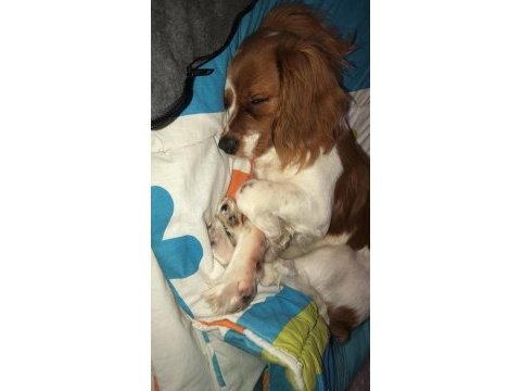 6 aylık cavalier king charles