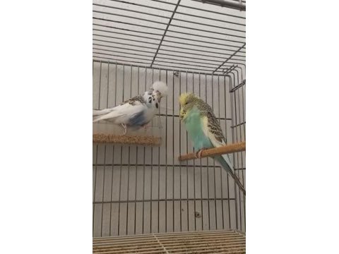 Show jumbo takım hazır muhabbet eşler yavru alındı