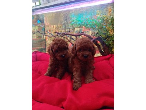 %100 orjinal kore red brown yavru köpekler