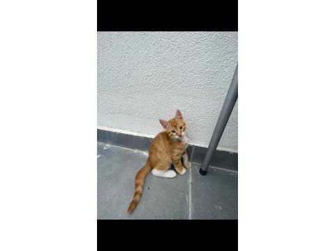 Birbirinden güzel bakımlı sarman kediler