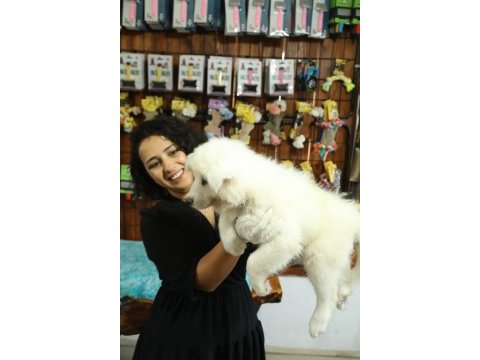 Bembeyaz güzeller güzeli samoyed