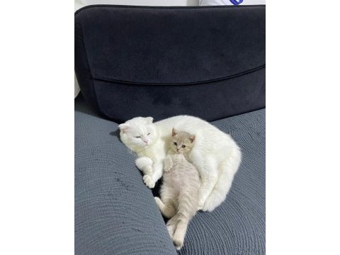Kedi değil evlat alacaklar baksın