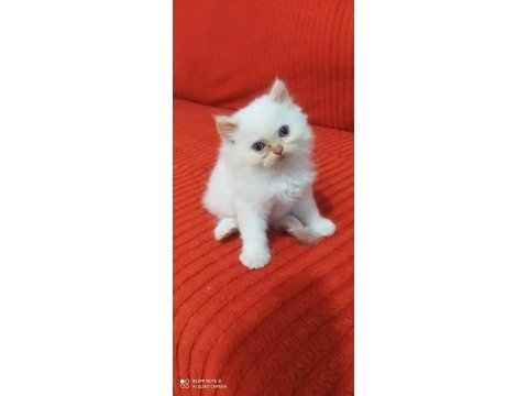 1.5 aylık iran persian (chinchilla)