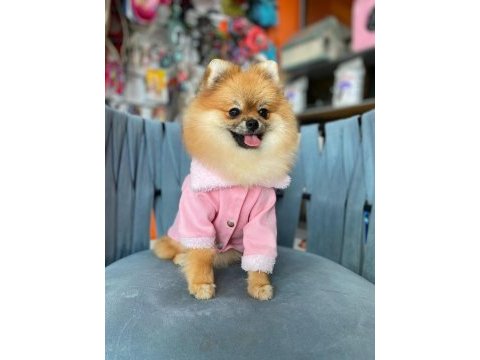 Harika güzellikte pomeranian kızım