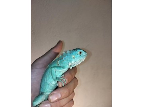 İguana yasal belgeli cipli