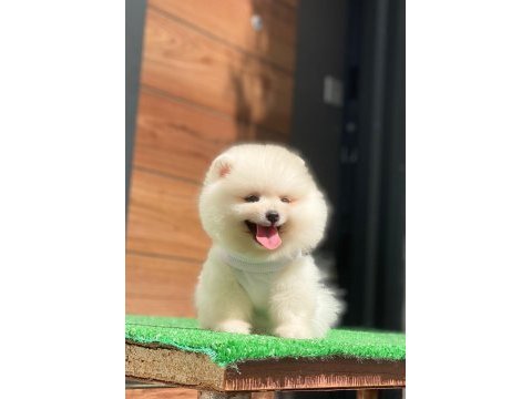 Dünya tatlısı pomeranian yavrularım