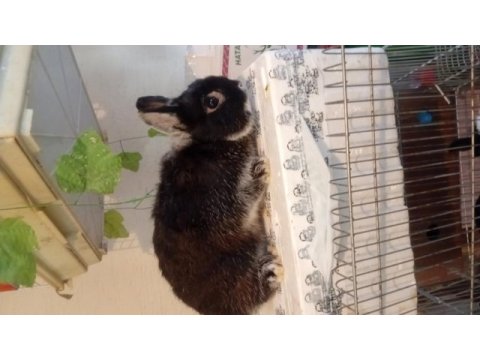 Orjinal cüce tavşan damızlık erkekler