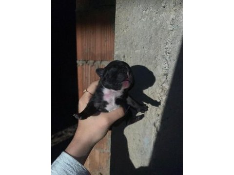 Rezerve french bulldog yavrular