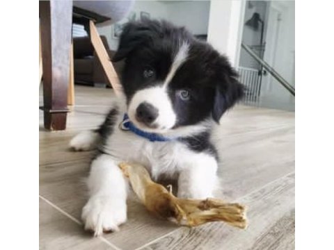 A kalite border collie yavrular hazır
