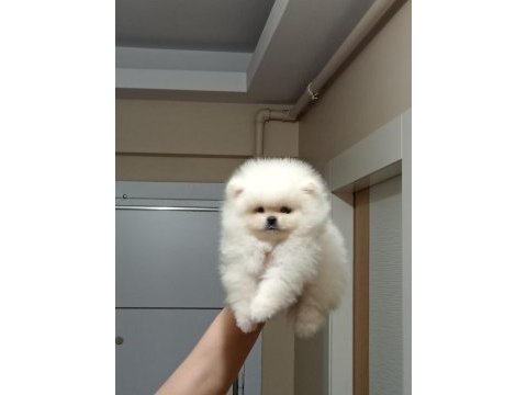 3 aylık erkek üst kalite orijinal pomeranian boo