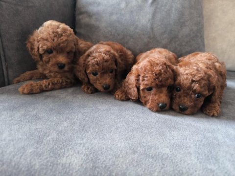 Poodle yavrularımız