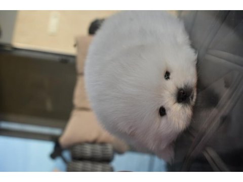 Safkan pomeranian boo