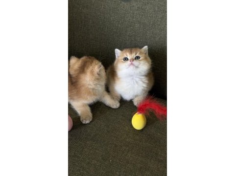 Golden british shorthair kadıköy